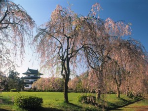 Postal: Árboles en el castillo Hirosaki, Japón