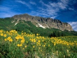 Flores amarillas bajo la montaña