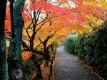 Colores del otoño, Kyoto, Japón