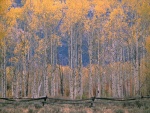 Árboles altos en Jackson Hole, Wyoming