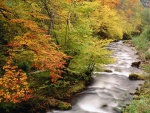 Orilla del río con los colores del otoño