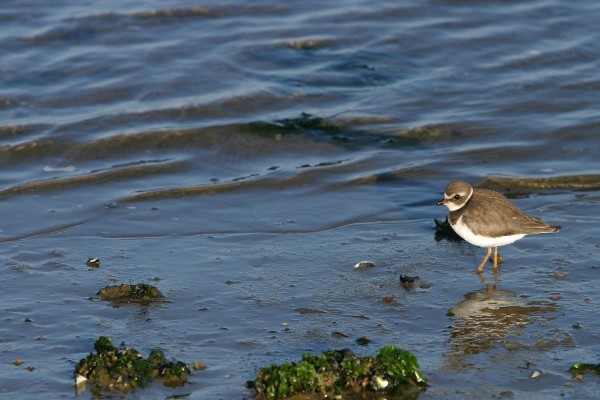 Pájaro en la orilla buscando comida