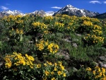 Balsamorhiza sagittata al pie de las Boulder Mountains (Idaho)