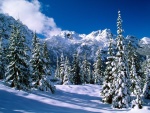 Grandes pinos con nieve