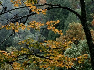 Árboles en otoño mojados por la lluvia