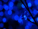 Luz azul con forma de flor