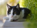Un gato blanco y negro con ojos verdes