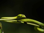 Serpiente verde en una rama