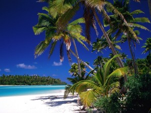 Postal: Bonita playa con muchas palmeras