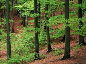 Árboles verdes en el bosque