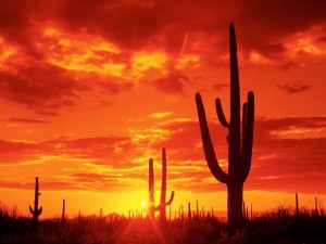 Postal: Puesta de sol en el Parque Nacional Saguaro, Arizona