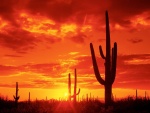 Puesta de sol en el Parque Nacional Saguaro, Arizona