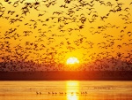 Aves sobre el lago al atardecer