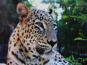 La cara de un leopardo