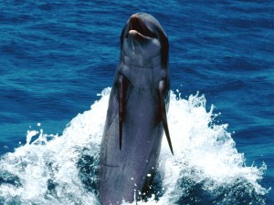 Postal: Delfín saludando