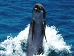 Delfín saludando