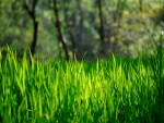 Hierba verde iluminada por el sol