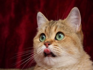 La lengua del gato