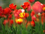 Un tulipán amarillo entre tulipanes rojos