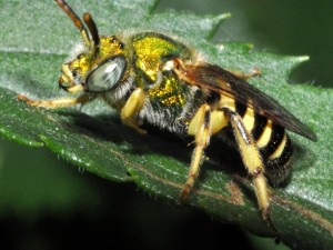 Primer plano de una abeja con colores dorados