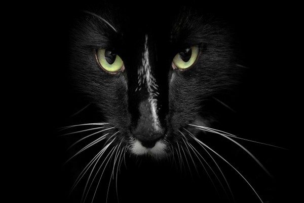 Un gato negro en la oscuridad