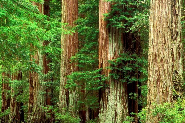 Secoyas en el Big Basin Redwoods State Park, California
