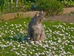 Un gato bostezando en el jardín