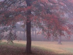Niebla en la árboleda