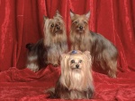 Tres Yorkshire terrier