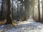 Camino entre árboles y con nieve