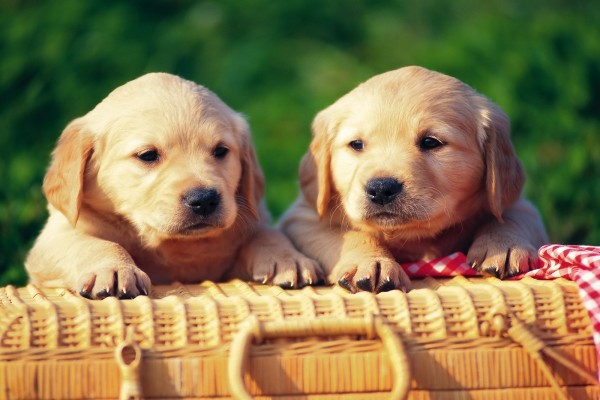 Dos perros junto a una cesta