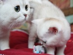 Gatos y un ratón de juguete