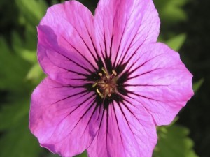 Postal: Flor púrpura
