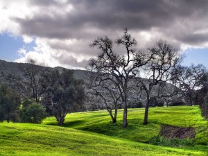 Postal: Árboles sobre la hierba verde