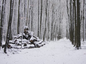 Camino nevado entre árboles