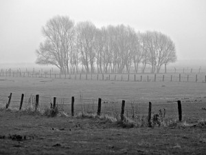 Postal: Frío y niebla en el campo