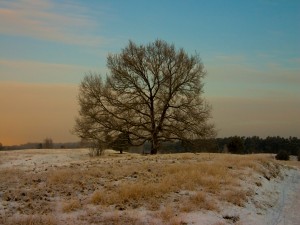 Un árbol en un campo teñido de blanco