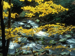 Postal: Árbol con hojas otoñales en el río