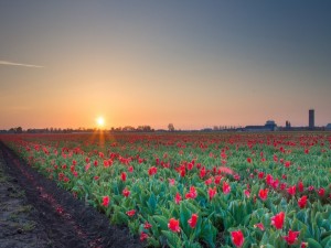 Postal: Amanecer en un campo de tulipanes rojos