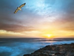 Pelícano volando sobre el mar