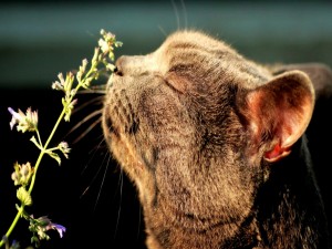Gato olfateando una planta