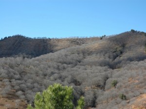 Castaños deshojados en la Serranía de Ronda