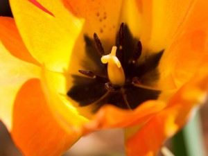 Interior de un tulipán amarillo