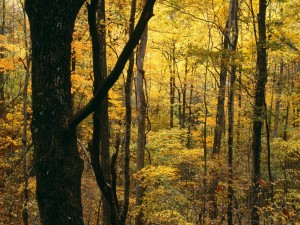 Postal: Árboles otoñales en el bosque