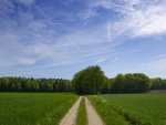 Camino de tierra en una zona verde