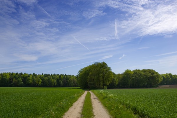 Camino de tierra en una zona verde