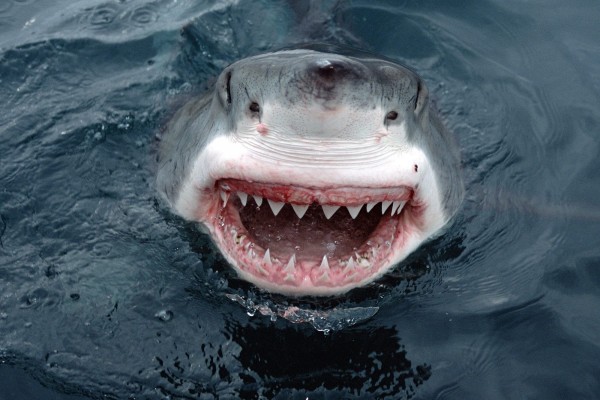 La boca del tiburón