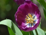 Tulipán abierto