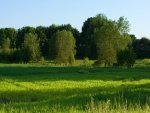 Árboles verdes sobre la hierba verde