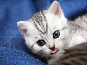 La pequeña lengua del gatito